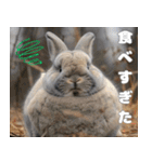 世界一のウサギ（日常会話）（個別スタンプ：19）