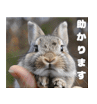 世界一のウサギ（日常会話）（個別スタンプ：22）