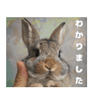 世界一のウサギ（日常会話）（個別スタンプ：23）