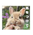 世界一のウサギ（日常会話）（個別スタンプ：25）