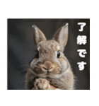 世界一のウサギ（日常会話）（個別スタンプ：26）