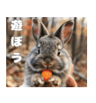 世界一のウサギ（日常会話）（個別スタンプ：29）