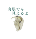 顕微鏡ミジンコスタンプ〜ミニ〜（個別スタンプ：9）