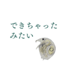 顕微鏡ミジンコスタンプ〜ミニ〜（個別スタンプ：15）