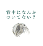 顕微鏡ミジンコスタンプ〜ミニ〜（個別スタンプ：18）