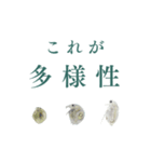 顕微鏡ミジンコスタンプ〜ミニ〜（個別スタンプ：28）