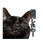 ガチャをする黒猫達（個別スタンプ：5）