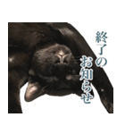 ガチャをする黒猫達（個別スタンプ：9）