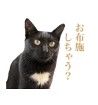 ガチャをする黒猫達（個別スタンプ：16）