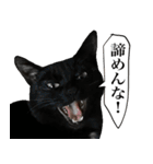 ガチャをする黒猫達（個別スタンプ：20）