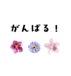 花✿挨拶（個別スタンプ：39）