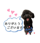 トイプードル♡仕事用と友達用 星夢心音（個別スタンプ：1）