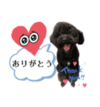 トイプードル♡仕事用と友達用 星夢心音（個別スタンプ：2）