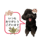 トイプードル♡仕事用と友達用 星夢心音（個別スタンプ：3）