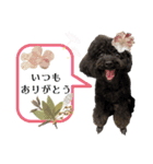 トイプードル♡仕事用と友達用 星夢心音（個別スタンプ：4）