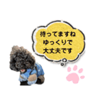 トイプードル♡仕事用と友達用 星夢心音（個別スタンプ：9）