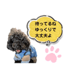 トイプードル♡仕事用と友達用 星夢心音（個別スタンプ：10）