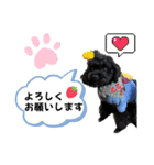 トイプードル♡仕事用と友達用 星夢心音（個別スタンプ：11）