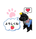 トイプードル♡仕事用と友達用 星夢心音（個別スタンプ：12）