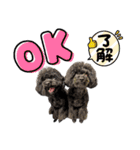 トイプードル♡仕事用と友達用 星夢心音（個別スタンプ：30）
