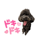 トイプードル♡仕事用と友達用 星夢心音（個別スタンプ：38）