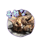 はずはずしゅうぴ（個別スタンプ：7）