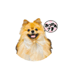 ぽん太くんといなりちゃん（個別スタンプ：1）