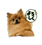 ぽん太くんといなりちゃん（個別スタンプ：5）