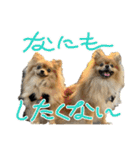 ぽん太くんといなりちゃん（個別スタンプ：13）