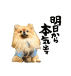 ぽん太くんといなりちゃん（個別スタンプ：14）