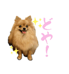 ぽん太くんといなりちゃん（個別スタンプ：18）