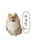 ぽん太くんといなりちゃん（個別スタンプ：19）
