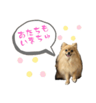 ぽん太くんといなりちゃん（個別スタンプ：20）