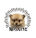 ぽん太くんといなりちゃん（個別スタンプ：23）