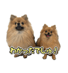 ぽん太くんといなりちゃん.（個別スタンプ：5）