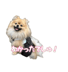 ぽん太くんといなりちゃん.（個別スタンプ：6）