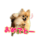 ぽん太くんといなりちゃん.（個別スタンプ：7）