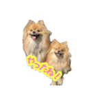 ぽん太くんといなりちゃん.（個別スタンプ：9）