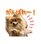 ぽん太くんといなりちゃん.（個別スタンプ：10）