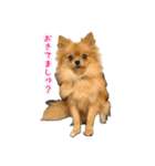 ぽん太くんといなりちゃん.（個別スタンプ：11）