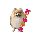 ぽん太くんといなりちゃん.（個別スタンプ：14）