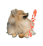 ぽん太くんといなりちゃん.（個別スタンプ：15）