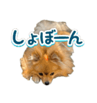ぽん太くんといなりちゃん.（個別スタンプ：16）