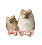 ぽん太くんといなりちゃん.（個別スタンプ：17）