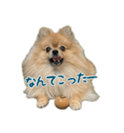 ぽん太くんといなりちゃん.（個別スタンプ：18）