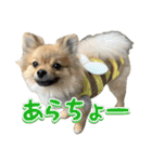 ぽん太くんといなりちゃん.（個別スタンプ：19）