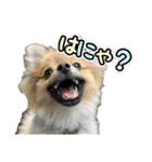 ぽん太くんといなりちゃん.（個別スタンプ：20）