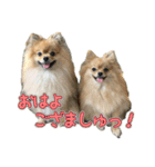 ぽん太くんといなりちゃん.（個別スタンプ：22）