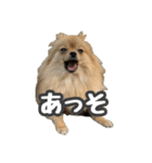 ぽん太くんといなりちゃん.（個別スタンプ：28）