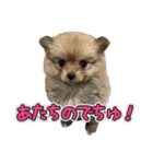 ぽん太くんといなりちゃん.（個別スタンプ：33）